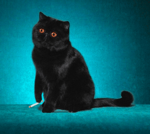 c un chat